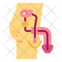 پیش‌نمایش فایل penis-7044212 از پک اندام انسان