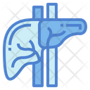 پیش‌نمایش فایل liver-7044238 از پک اندام انسان