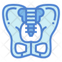 پیش‌نمایش فایل pelvis-7044247 از پک اندام انسان