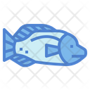 پیش‌نمایش فایل humphead-wrasse-7088924 از پک آکواریوم