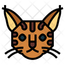 پیش‌نمایش فایل pixie-bob-cat-7104846 از پک گربه‌ها