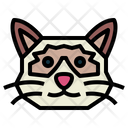 پیش‌نمایش فایل ragdoll-cat-7104847 از پک گربه‌ها