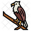پیش‌نمایش فایل eagle-on-tree-7105097 از پک Eagle