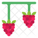 پیش‌نمایش فایل raspberry-7090127 از پک میوه‌ها