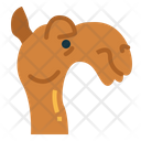 پیش‌نمایش فایل camel-face-7105646 از پک Camel