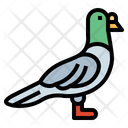 آیکن