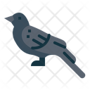 پیش‌نمایش فایل crow-7092320 از پک Poultry