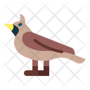 پیش‌نمایش فایل horned-lark-7092328 از پک Poultry