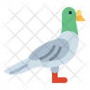 پیش‌نمایش فایل rock-pigeon-7092343 از پک Poultry