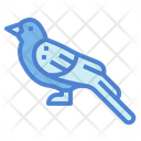 پیش‌نمایش فایل crow-7092356 از پک Poultry