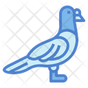 پیش‌نمایش فایل rock-pigeon-7092379 از پک Poultry