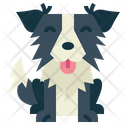 پیش‌نمایش فایل border-collie-7147543 از پک نژاد سگ