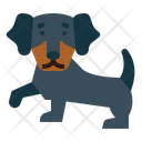 پیش‌نمایش فایل dachshund-7147550 از پک نژاد سگ
