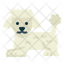 پیش‌نمایش فایل poodle-7147564 از پک نژاد سگ