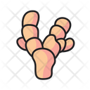 پیش‌نمایش فایل ginger-5197603 از پک میوه ها و سبزیجات