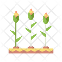 پیش‌نمایش فایل corn-field-4205811 از پک پاییز