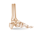 پیش‌نمایش فایل foot-bones-7136525 از پک کسب‌وکار و فناوری