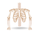پیش‌نمایش فایل rib-cage-7136532 از پک کسب‌وکار و فناوری