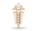 پیش‌نمایش فایل spinal-anatomy-cutout-7136535 از پک کسب‌وکار و فناوری