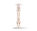 پیش‌نمایش فایل spinal-cord-anatomy-7136536 از پک کسب‌وکار و فناوری