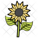 پیش‌نمایش فایل sunflower-1540313 از پک فصل