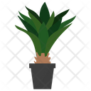 پیش‌نمایش فایل agave-evergreen-plant-1668219 از پک گیاهان آپارتمانی زینتی