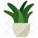 پیش‌نمایش فایل aloe-potted-plant-1668197 از پک گیاهان آپارتمانی زینتی