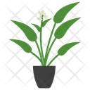پیش‌نمایش فایل arrowroot-potted-plant-1668187 از پک گیاهان آپارتمانی زینتی