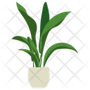 پیش‌نمایش فایل aspidistra-potted-plant-1668225 از پک گیاهان آپارتمانی زینتی