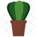 پیش‌نمایش فایل astrophytum-potted-plant-1668213 از پک گیاهان آپارتمانی زینتی