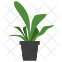 پیش‌نمایش فایل bird-nest-fern-1668161 از پک گیاهان آپارتمانی زینتی