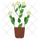 پیش‌نمایش فایل bupleurum-potted-plant-1668178 از پک گیاهان آپارتمانی زینتی