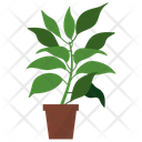 پیش‌نمایش فایل camphor-potted-plant-1668152 از پک گیاهان آپارتمانی زینتی