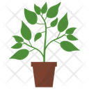 پیش‌نمایش فایل cayenne-pepper-plant-1668172 از پک گیاهان آپارتمانی زینتی