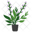 پیش‌نمایش فایل clary-sage-plant-1668174 از پک گیاهان آپارتمانی زینتی