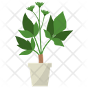 پیش‌نمایش فایل coptis-potted-plant-1668140 از پک گیاهان آپارتمانی زینتی