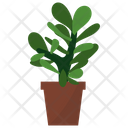 پیش‌نمایش فایل crassula-potted-plant-1668231 از پک گیاهان آپارتمانی زینتی