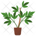 پیش‌نمایش فایل dong-quai-plant-1668169 از پک گیاهان آپارتمانی زینتی