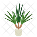 پیش‌نمایش فایل dracaena-marginata-plant-1668205 از پک گیاهان آپارتمانی زینتی