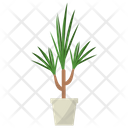 پیش‌نمایش فایل dracaena-marginata-plant-1668233 از پک گیاهان آپارتمانی زینتی