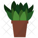 پیش‌نمایش فایل echeveria-indoor-plant-1668221 از پک گیاهان آپارتمانی زینتی