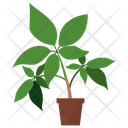 پیش‌نمایش فایل eleuthero-potted-plant-1668144 از پک گیاهان آپارتمانی زینتی