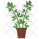 پیش‌نمایش فایل fenugreek-potted-plant-1668151 از پک گیاهان آپارتمانی زینتی