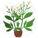 پیش‌نمایش فایل feverfew-potted-plant-1668167 از پک گیاهان آپارتمانی زینتی