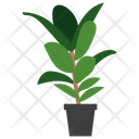 پیش‌نمایش فایل ficus-potted-plant-1668209 از پک گیاهان آپارتمانی زینتی