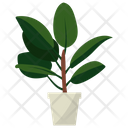 پیش‌نمایش فایل ficus-potted-plant-1668232 از پک گیاهان آپارتمانی زینتی