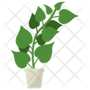 پیش‌نمایش فایل fo-ti-root-plant-1668141 از پک گیاهان آپارتمانی زینتی