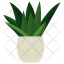 پیش‌نمایش فایل gasteria-potted-plant-1668216 از پک گیاهان آپارتمانی زینتی