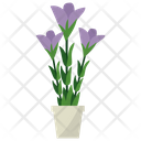 پیش‌نمایش فایل gentian-potted-plant-1668173 از پک گیاهان آپارتمانی زینتی