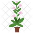 پیش‌نمایش فایل honeysuckle-potted-plant-1668134 از پک گیاهان آپارتمانی زینتی